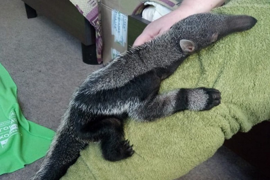 Калининградский зоопарк показал подросшего муравьеда Мурашку (видео)