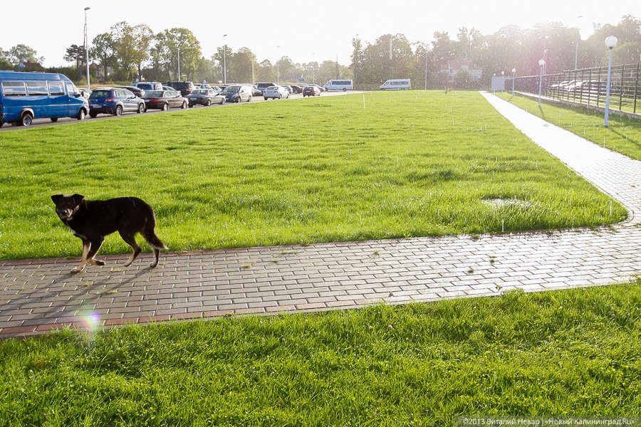 Власти РФ поддержали идею ввести штраф до 30 тысяч за выброшенных питомцев