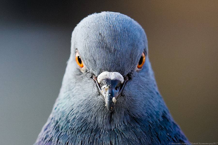 На Куршской косе устроят наблюдения за птицами