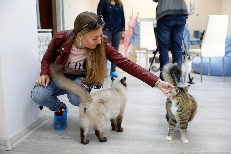 За год из котокафе калининградцы забрали домой три десятка животных