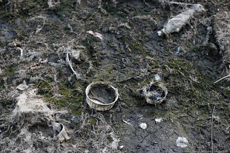 Под Калининградом в почве нашли токсичные вещества, их содержание повышенное