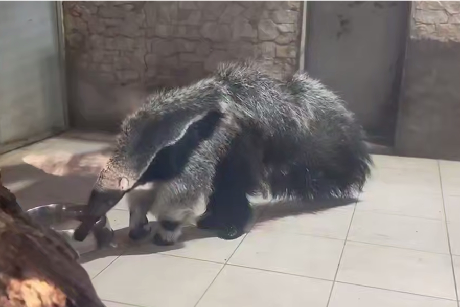 В зоопарке показали, как вырос за четыре месяца детёныш муравьеда (видео)