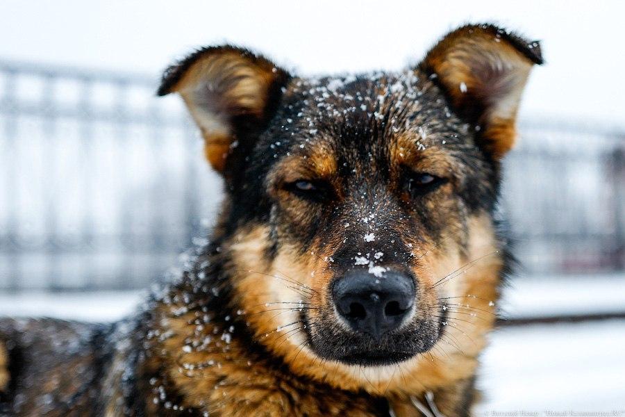 В Калининградской области ожидаются заморозки и снег