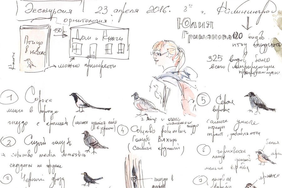 «Птичий язык»: какие птицы чаще всего встречаются в городе