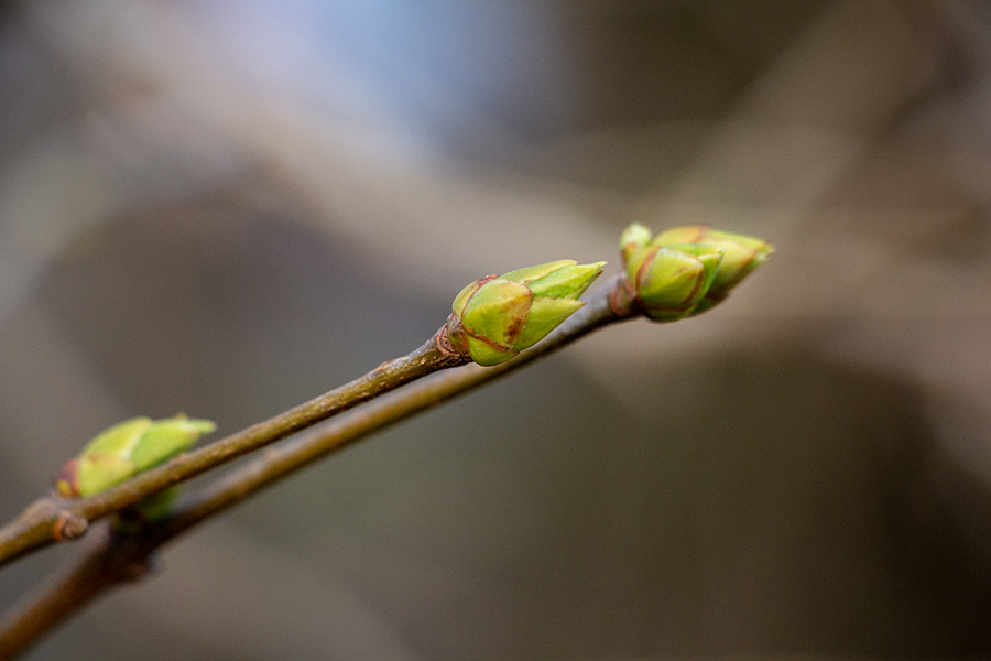До +17°C и кратковременные дожди: погода в Калининградской области 11 марта
