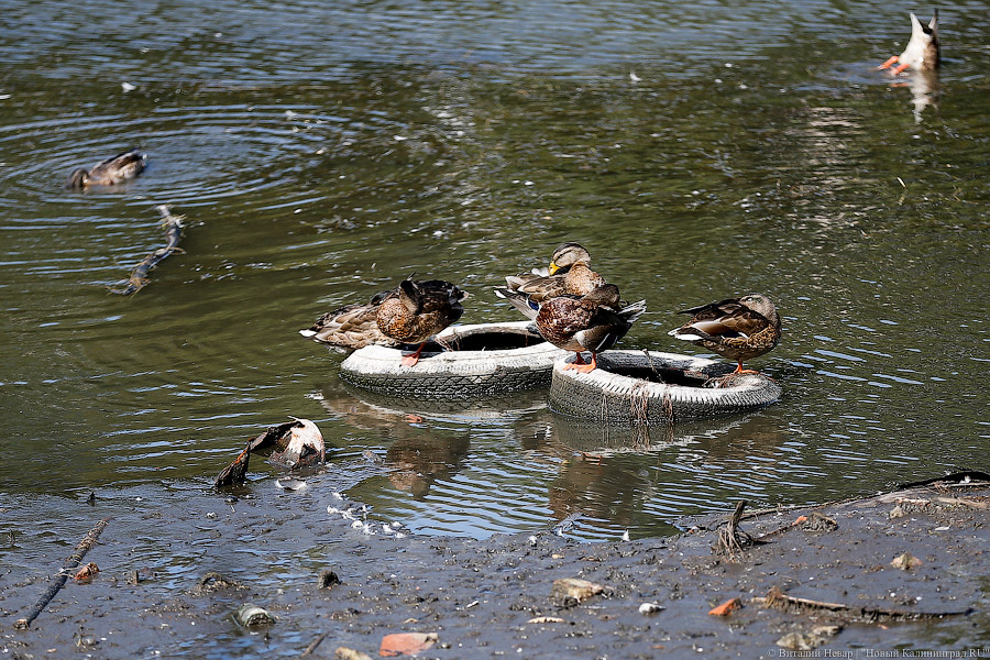 В Калининградской области мотоциклист попал в ДТП из-за утки