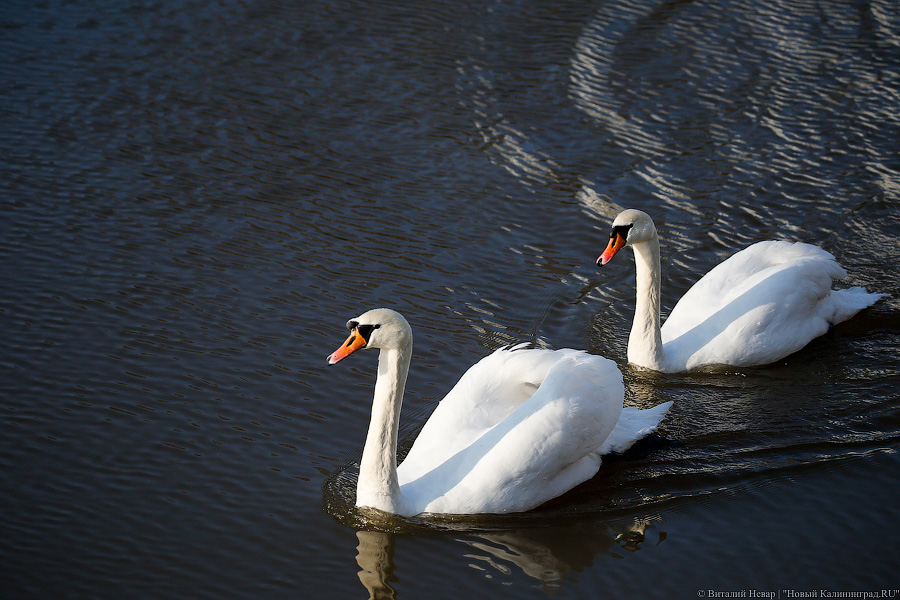 Водоканал о загрязнении воды на Нижнем озере: мы все проверили, но причину не нашли