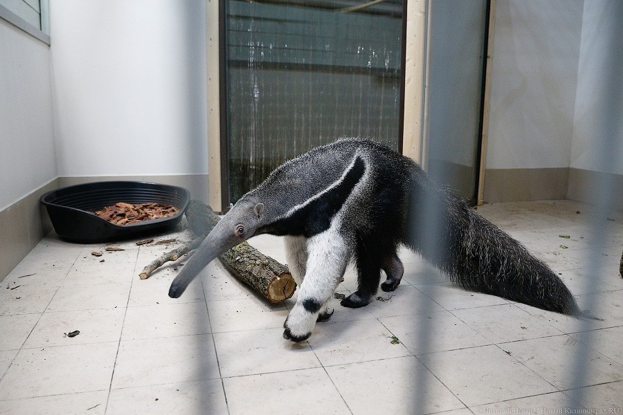 В зоопарке показали, как обедает единственный в России гигантский муравьед