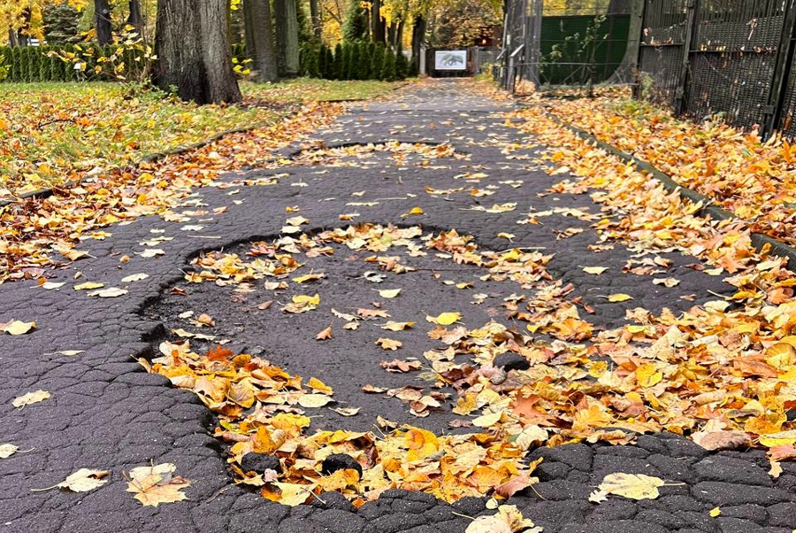 В Калининградском зоопарке начали ремонт тротуаров