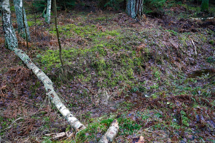 СК: полицейский из Черняховска незаконно срубил деревьев на 3,4 млн. рублей (видео)