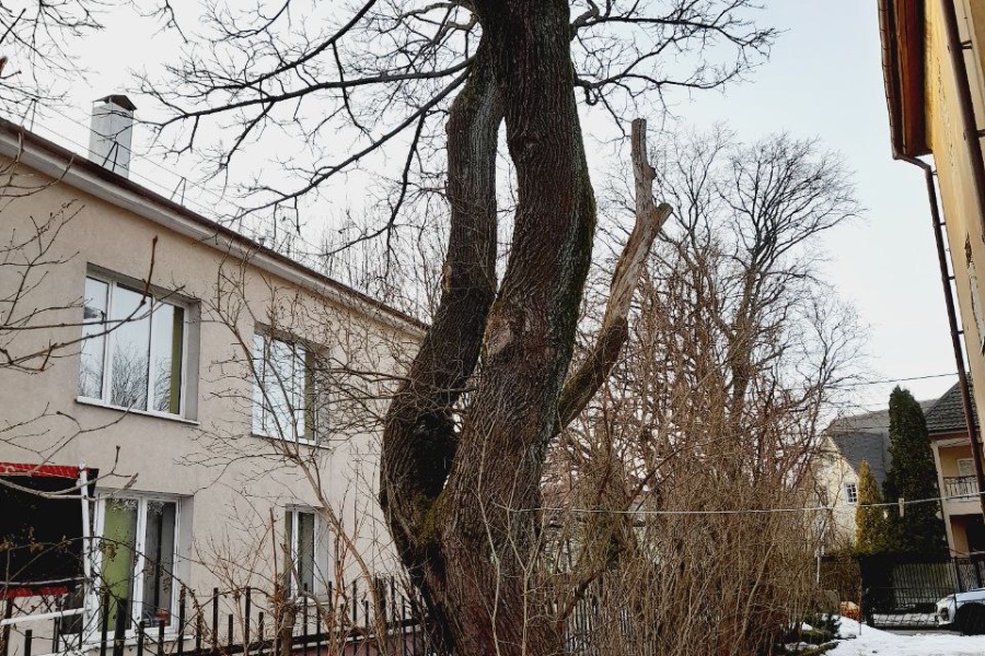 cropped-imag ДЕРЕВО ЗИТМА"К.jpg