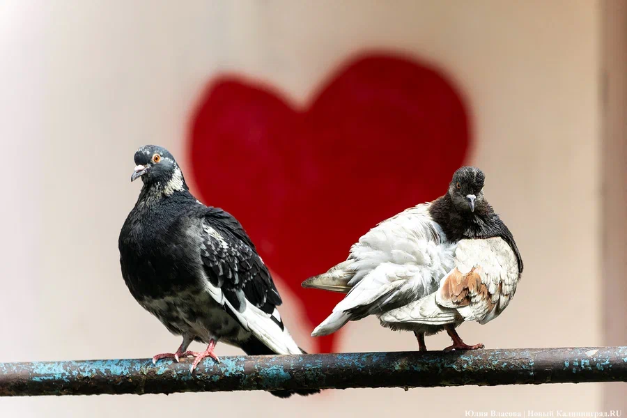 2025.07 голуби, птицы, сердце, любовь 07.JPG