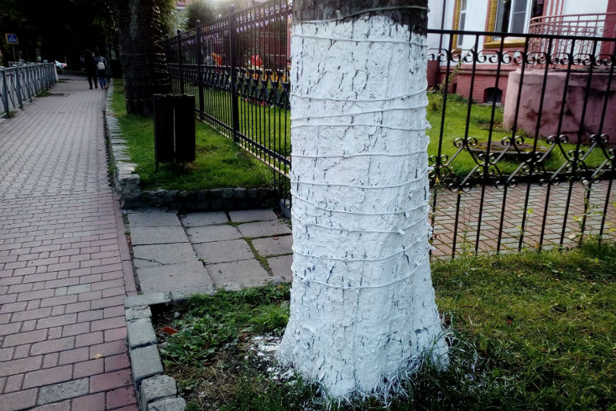 деревья.jpg
