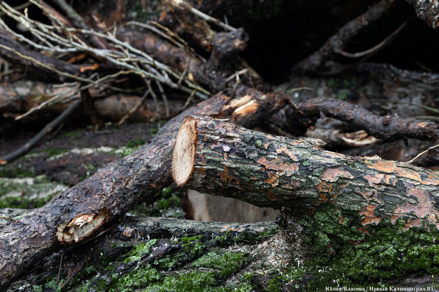 2024.02 вырубка деревьев, спил, бревна, ветки 15.JPG