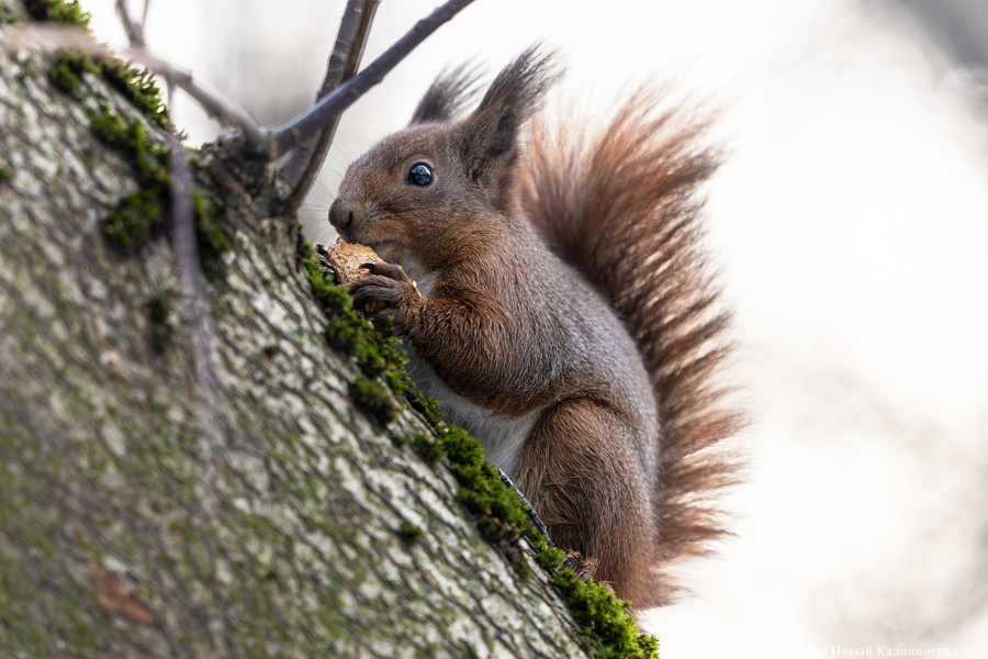 2024.11 белка, парк 11.jpg 2024.11 белка, парк 11.jpg