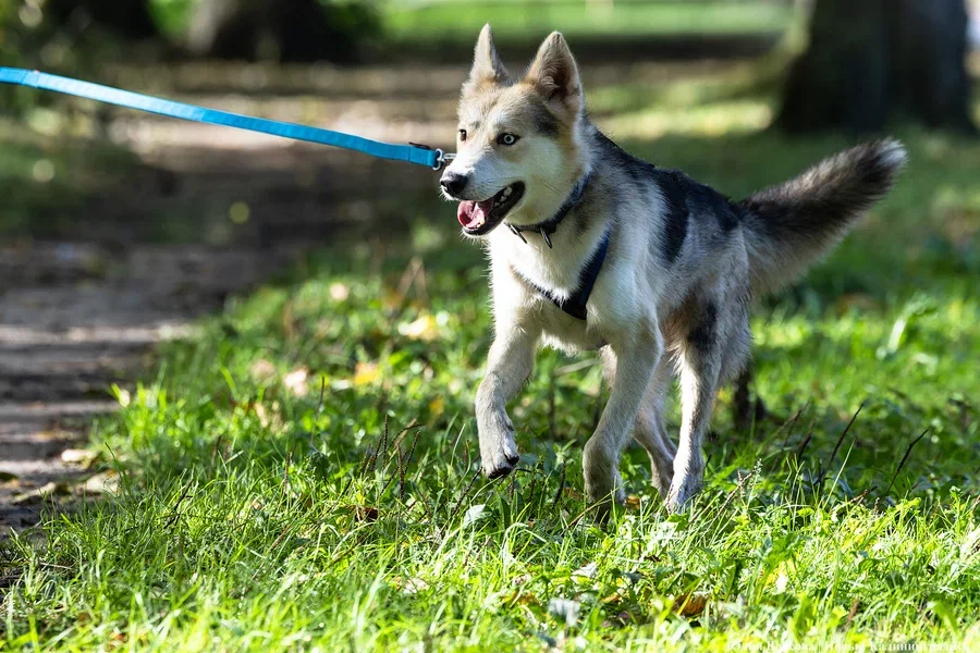 2024.09 собаки, собака, выгул собак 10.JPG