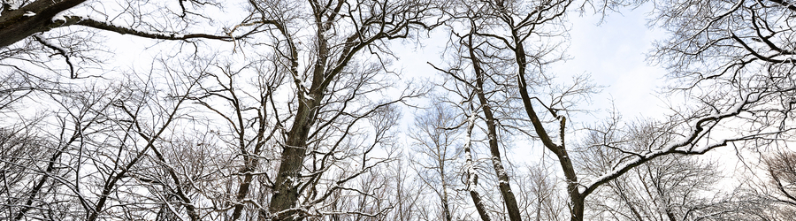 IMG_1429-CR3.jpg IMG_1429-CR3.jpg