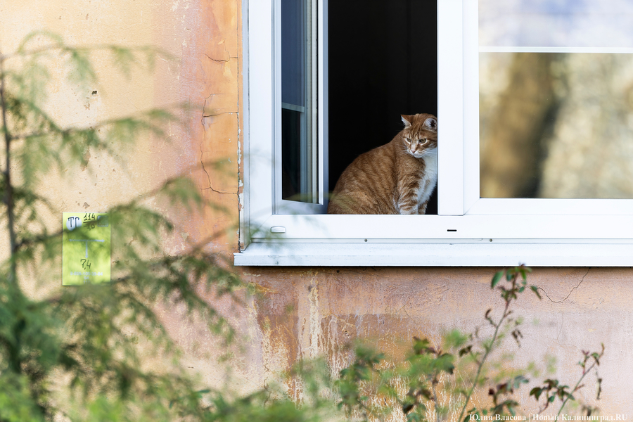 2025.04 весна, кот, кошка (02).JPG