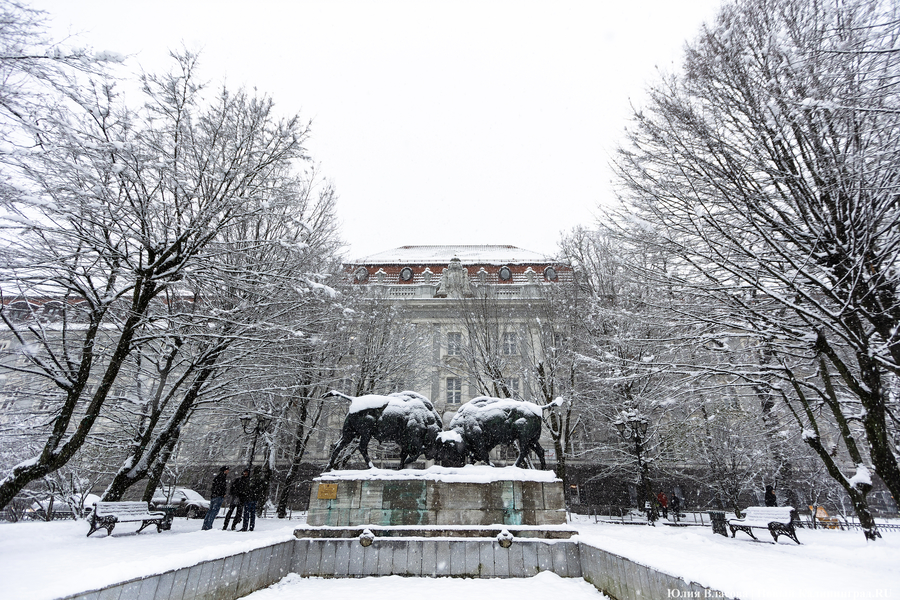 2023.11 зима, снег, снегопад, заморозки, холод, кгту, зубры, фонтан.JPG