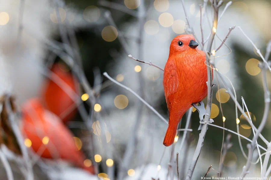 2023.12 зеленоградск, новый год, украшение города, птицы 19.JPG