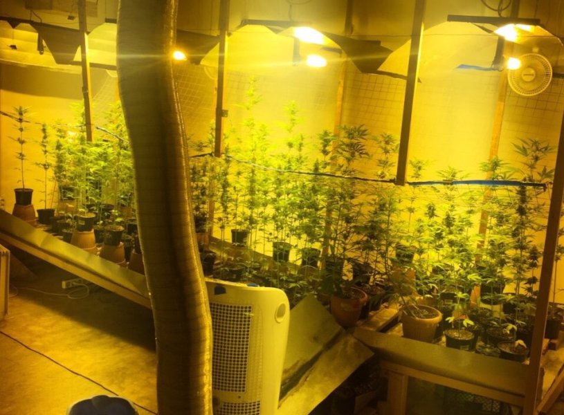 В калининграде марихуана аудио наркотик работает