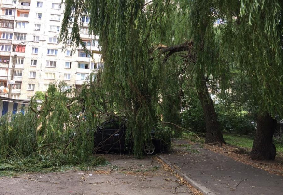 Деревья В Калининграде Фото